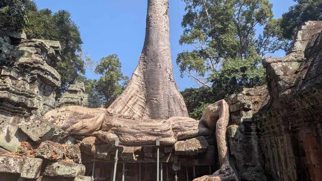 A large tree atop stone walls in the Ta Prohm temple