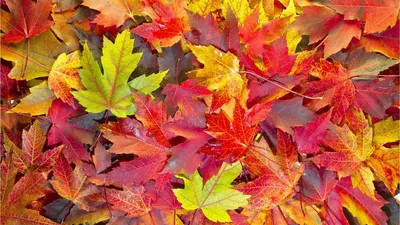 A bunch of different colour leaves indicated autumn
