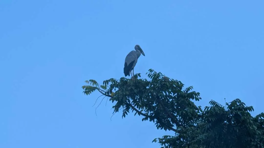 A heron perched in a tree