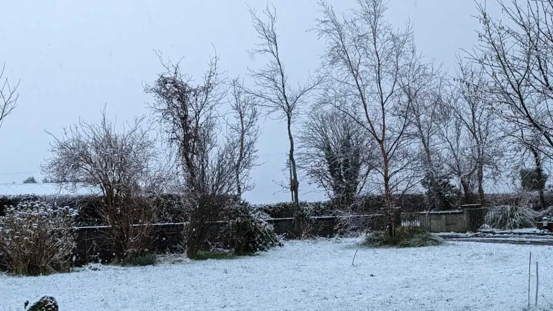 Snow covering a garden with some trees