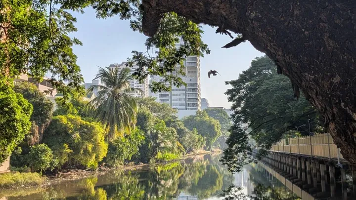 A river with trees on either side with a city backdrop
