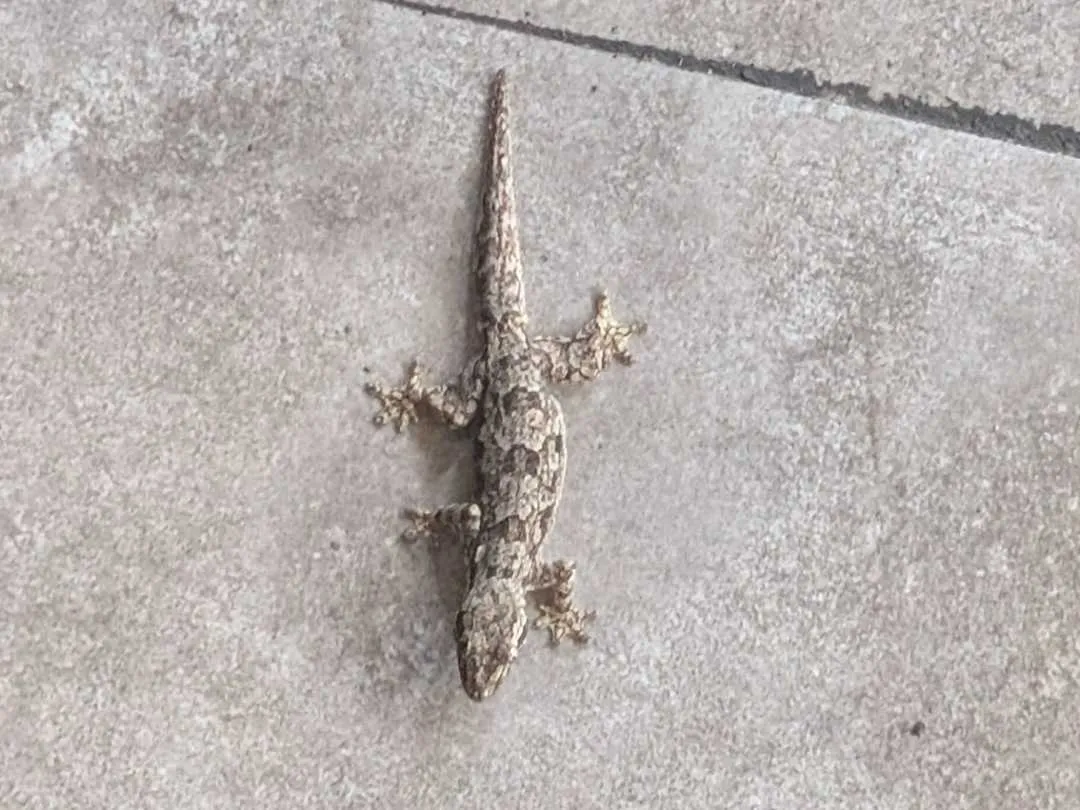 A picture of a small lizard from above