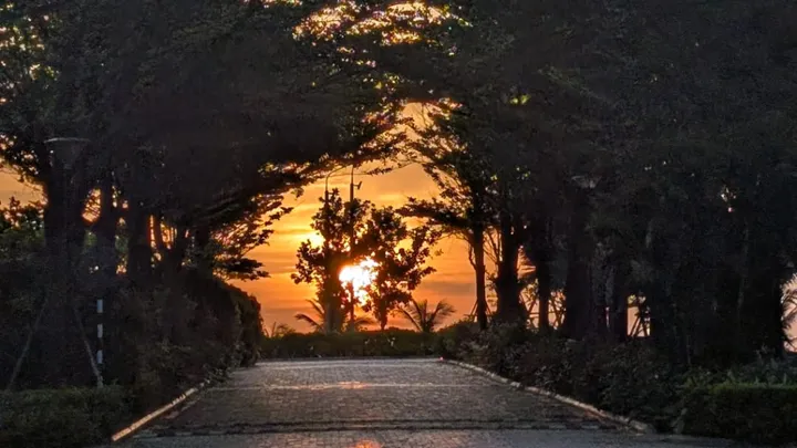 The rising sun through some trees