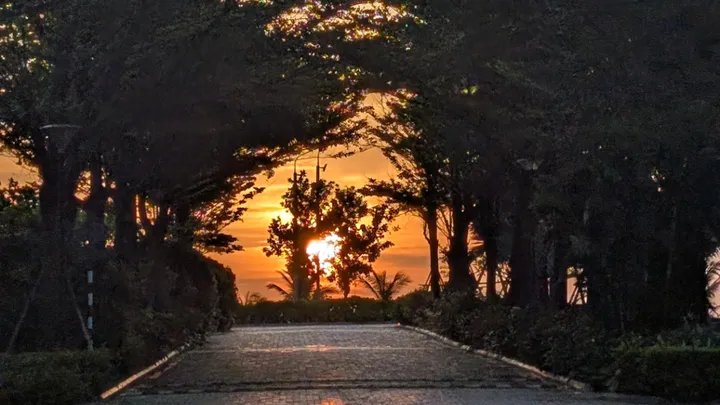 The rising sun through some trees
