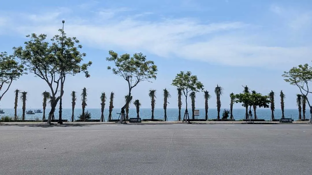 A row of palm trees between the beach and the road