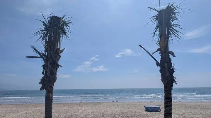 Two palm trees on a beach with a boat in the middle ground and sea in the background