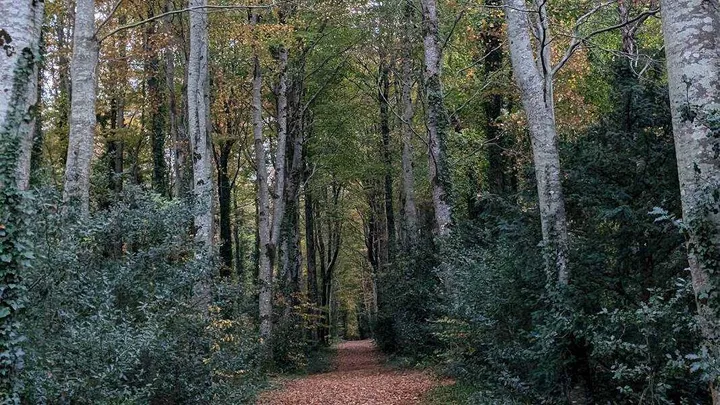 A November day in Hazelwood