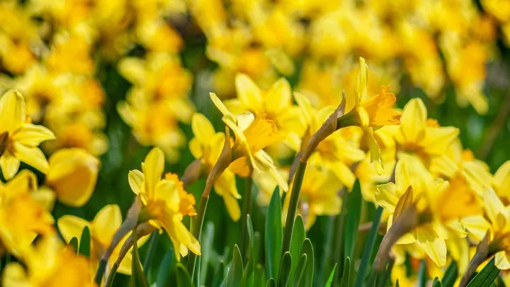 A host of golden daffodils