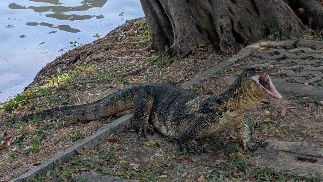 A monitor lizard with it&#x27;s mouth open in Lumphini Park