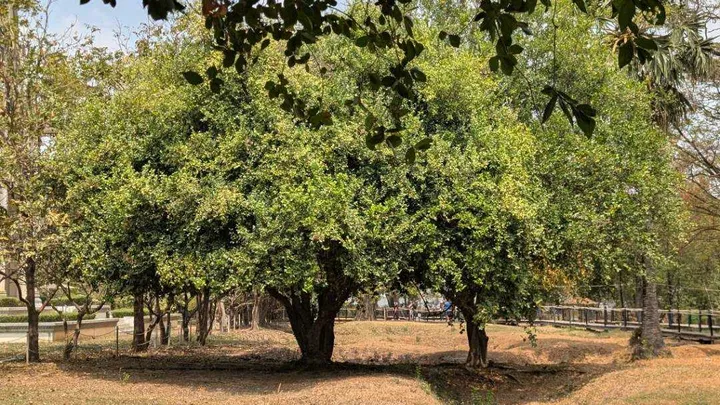 A bushy top tree at the Killing Fields of Choeung Ek